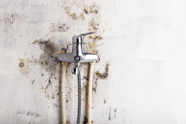 Best Office Mold Removal Services  in San Pablo, CA