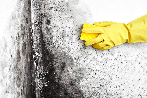 Best Black Mold Removal  in San Pablo, CA
