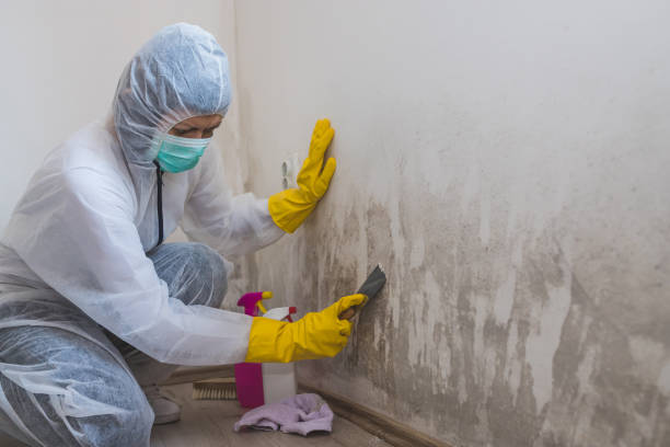 Mold Removal and Inspection in San Pablo, CA