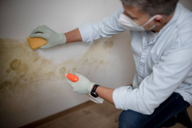 Attic Mold Removal in San Pablo, CA