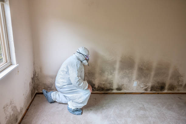 Best Professional Mold Removal  in San Pablo, CA