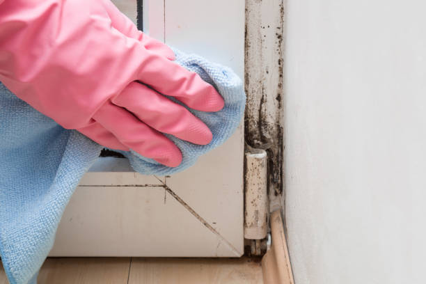 Best Toxic Mold Removal  in San Pablo, CA