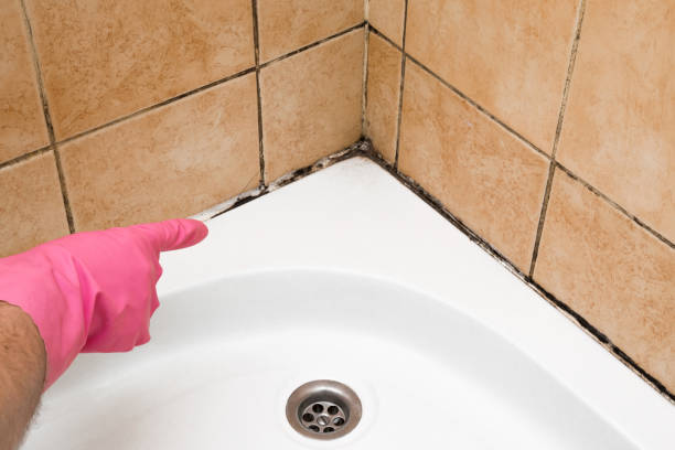 Best Commercial Mold Removal  in San Pablo, CA